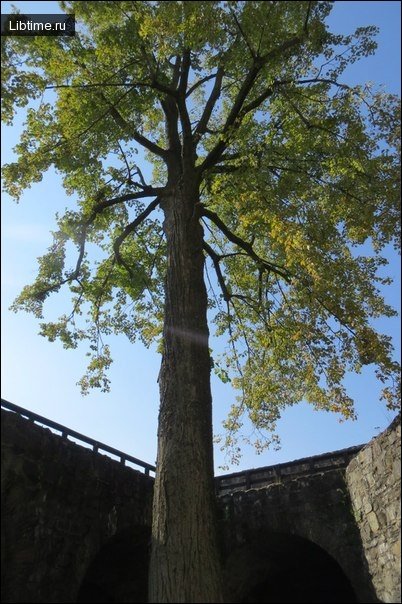 Photo of a linden tree