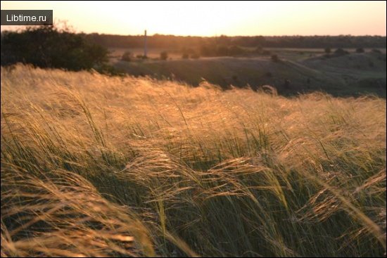 Lessing's feather grass