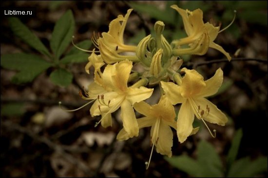 Pontic azalea