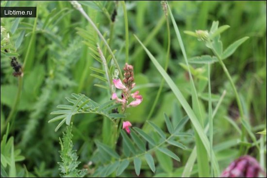 Sand sainfoin