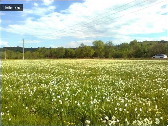 Daffodil valley