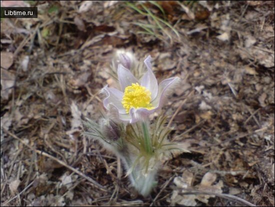 Pasqueflower