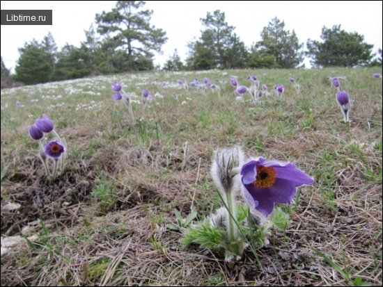 Blue pasqueflower