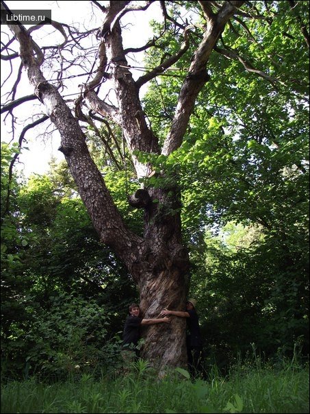 Gogol pine