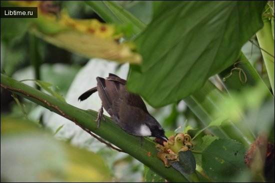 Bird protection