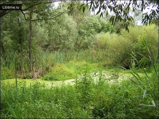 Swamp