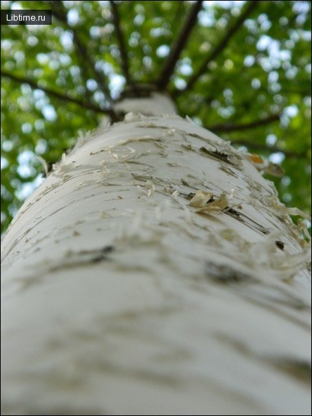 Young birch