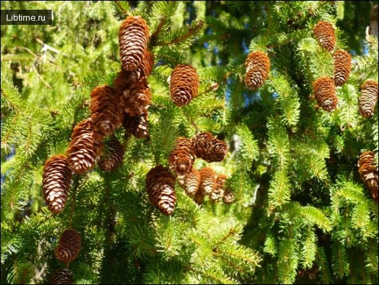 Spruce seeds