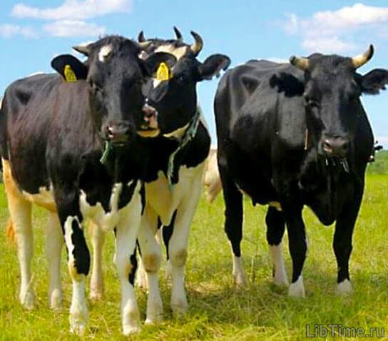Технологічне обладнання цехів по переробці продукції тваринництва