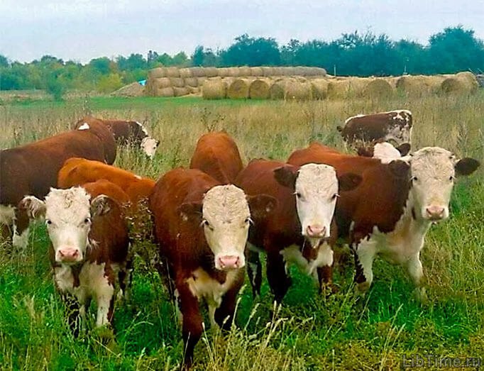 Electrical stunning of cattle
