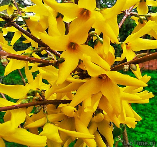 Forsythia