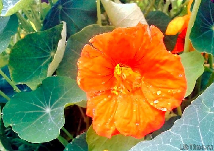 Nasturtium