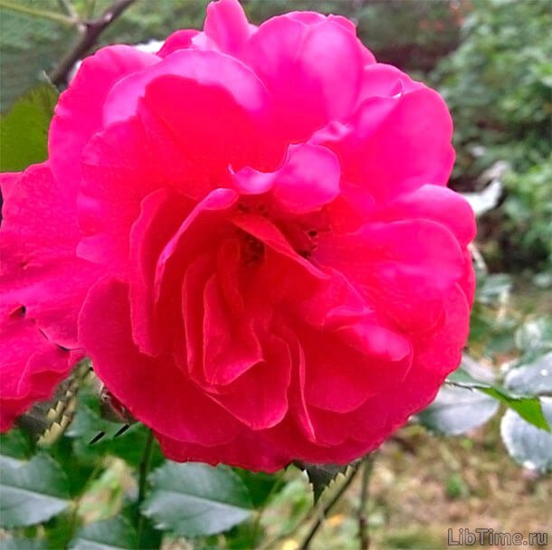 Rugosa rose