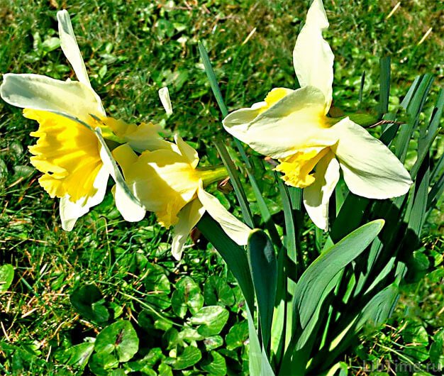 Yellow daffodil