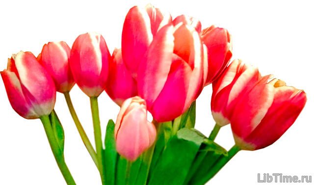 Tulip