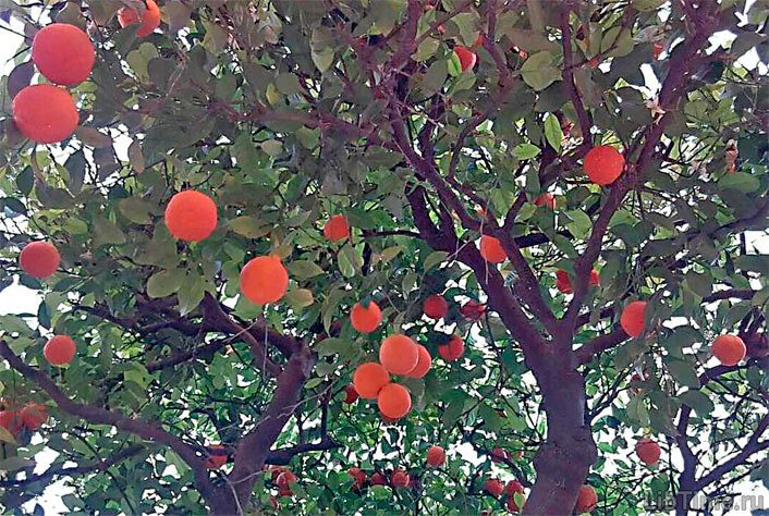 Orange tree