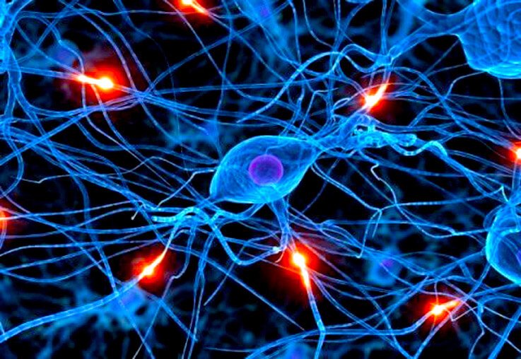 Nerve impulses