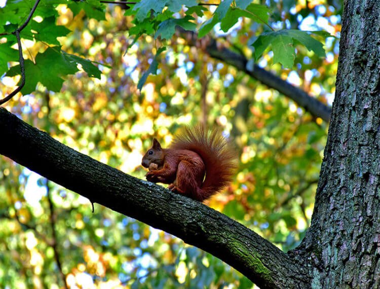 Intrusions into forest life affect the lives of its inhabitants