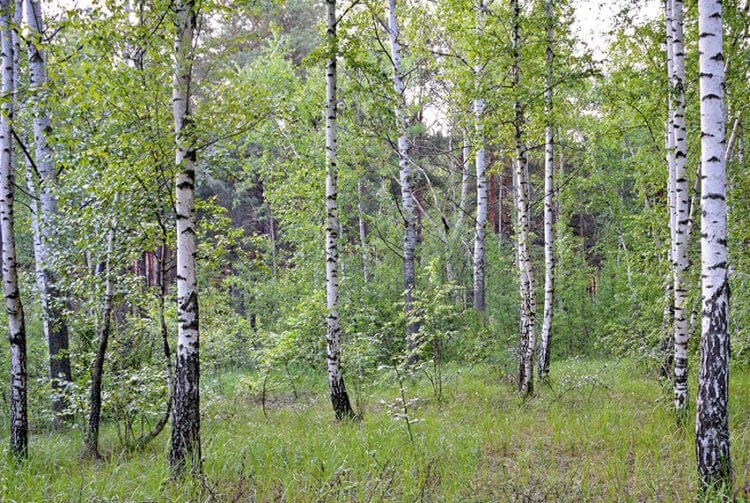 Birch forest - a forest where birch is the forest-forming species