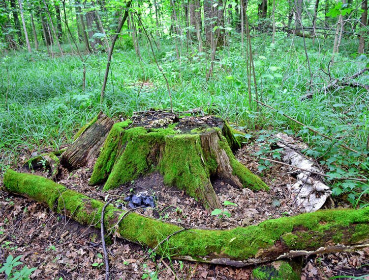 Knowledge of the laws of forest life makes it possible to preserve forest stands