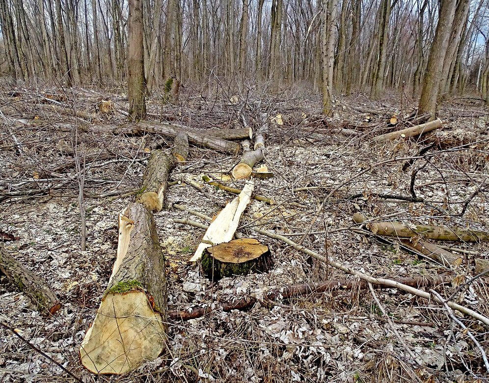 Clear-cutting of forests