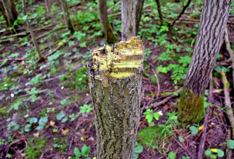 No type of logging should harm the forest