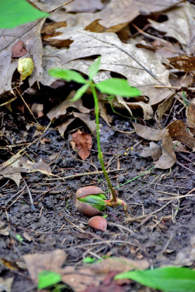 self-seeding