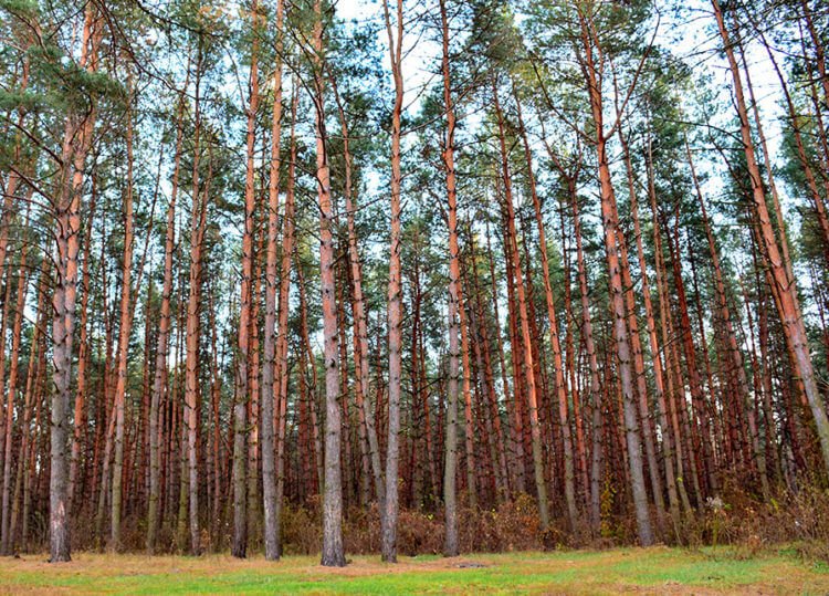 Pine - a pioneer species - grows slowly and is shade-tolerant