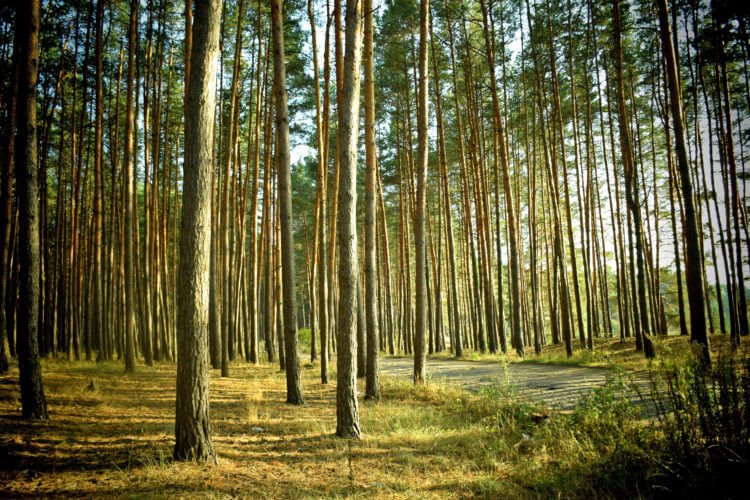 Trees are the future