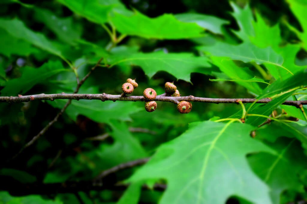 acorn