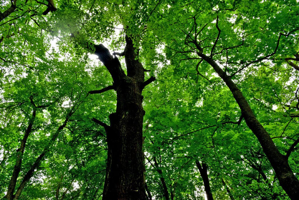 Logging of valuable tree species