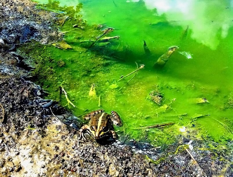 Inhabitant of a body of water