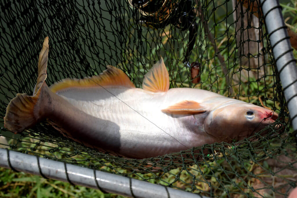 Determining the size of the fish catch