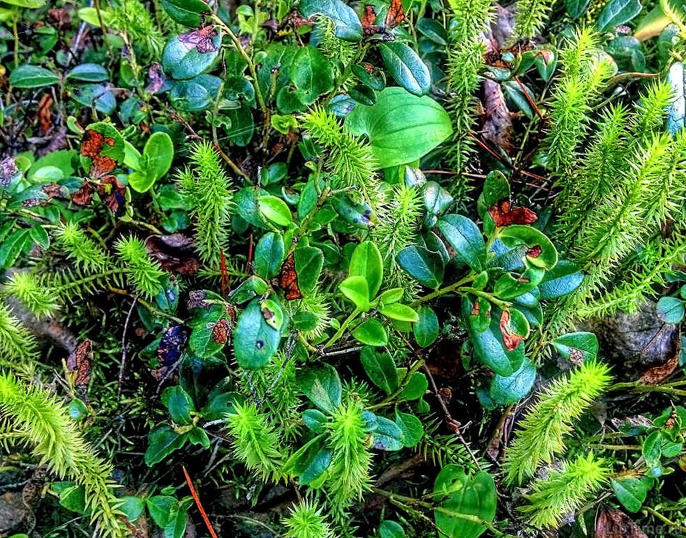 Aquatic plants
