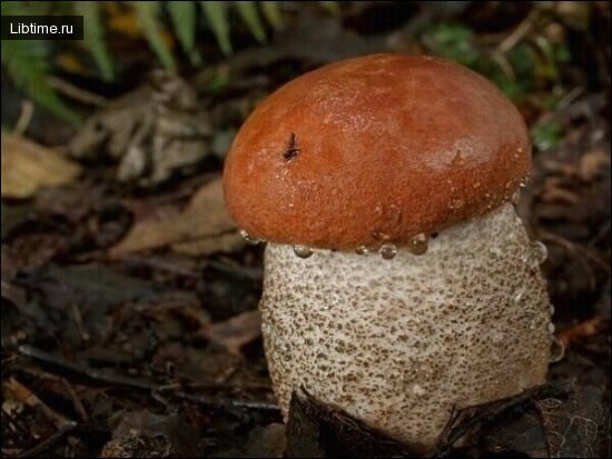 Young orange-cap boletus