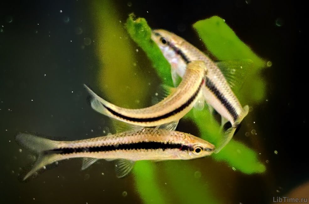 Fish spawning