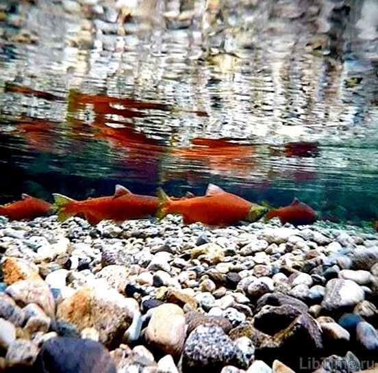 Fish