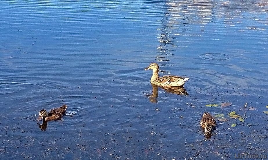 Ducks in the water