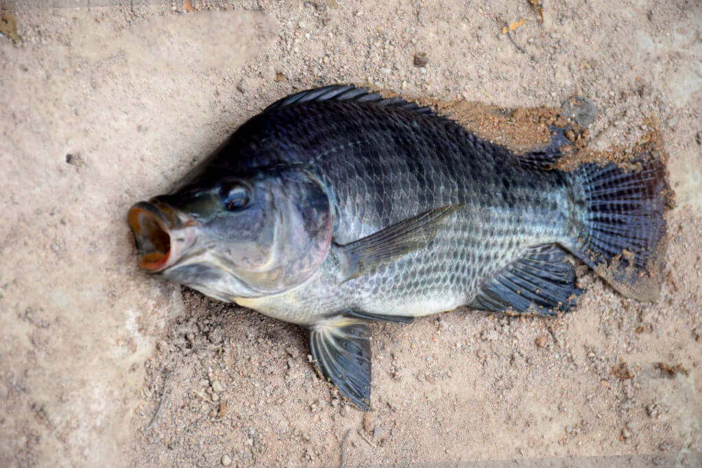 Appearance of a healthy fish