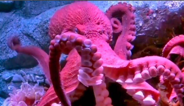 Octopus - a sea creature that uses jet propulsion