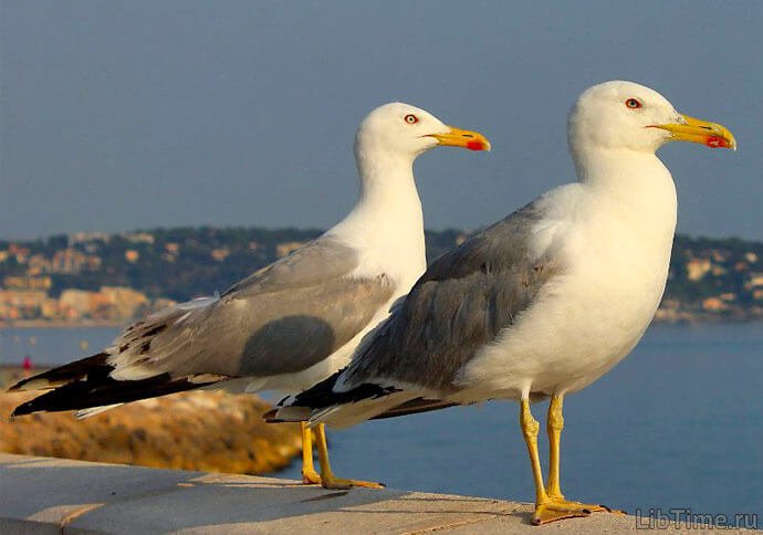 Albatrosses