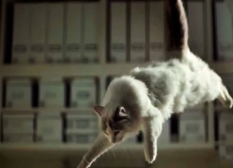 A falling cat lands on all four paws