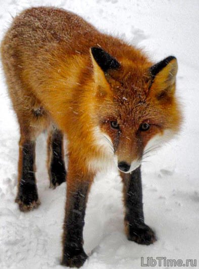 Limping fox