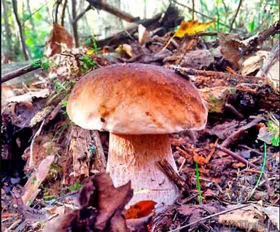 Porcini (white mushroom)