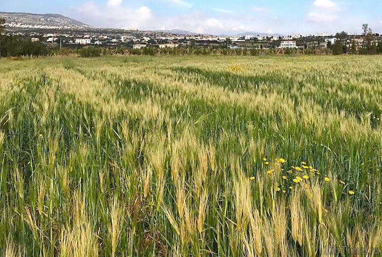 Злаки