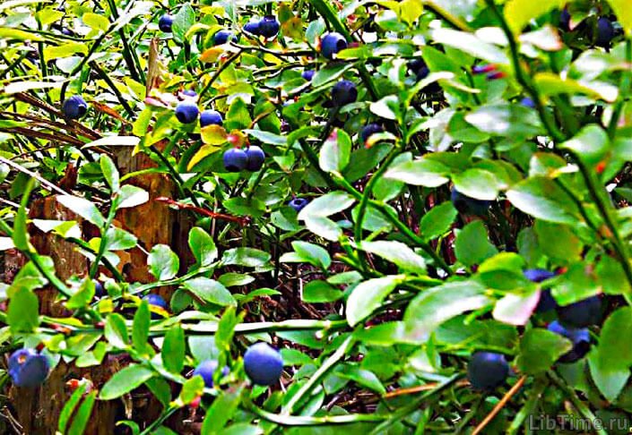 Blueberry