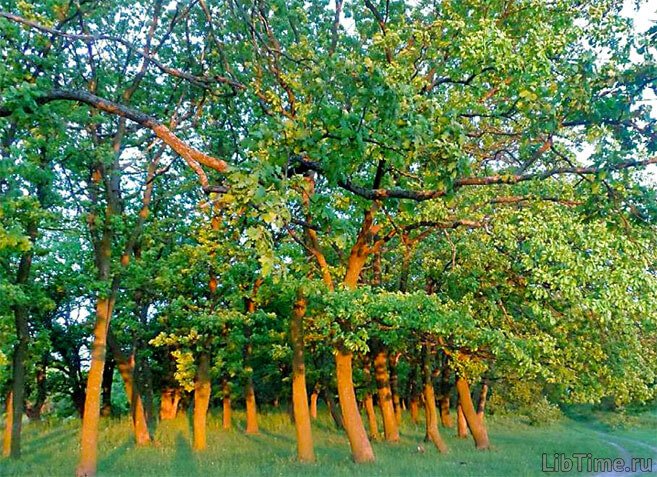 Oak forest