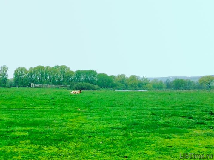Meadow