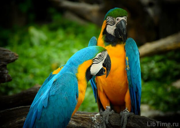 Parrots