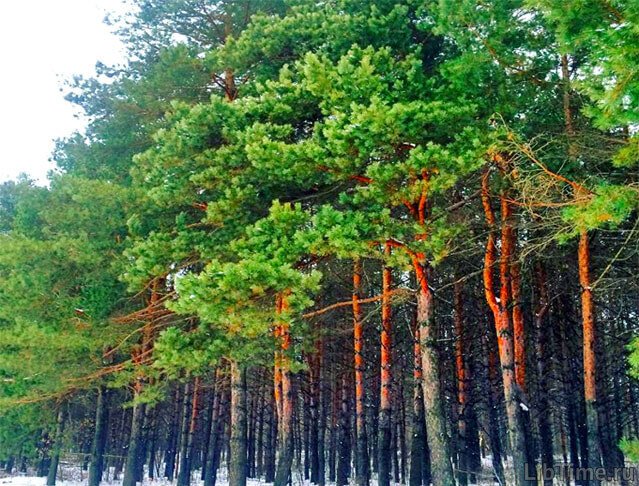 Pine forest